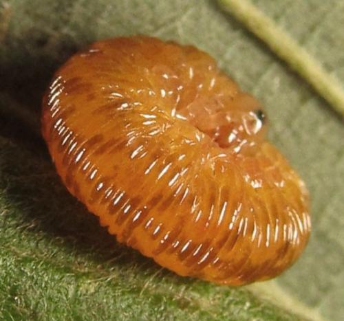 Réf. 253 480 : Tenthredo ferruginea