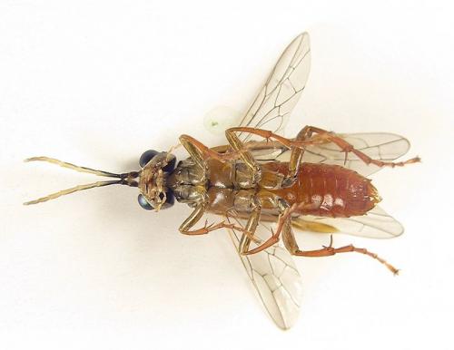Réf. 253 482 : Tenthredo ferruginea