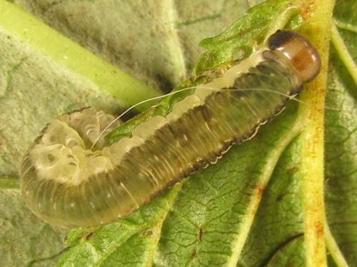 Réf. 253 033 : Pachyprotasis antennata