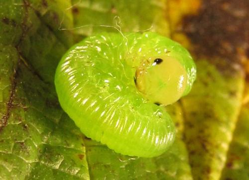 Réf. 253 035 : Pachyprotasis antennata