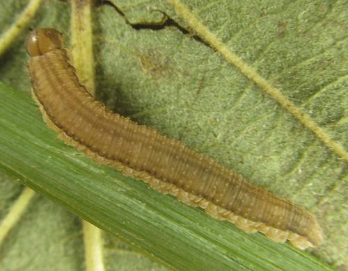 Tenthredopsis sp.