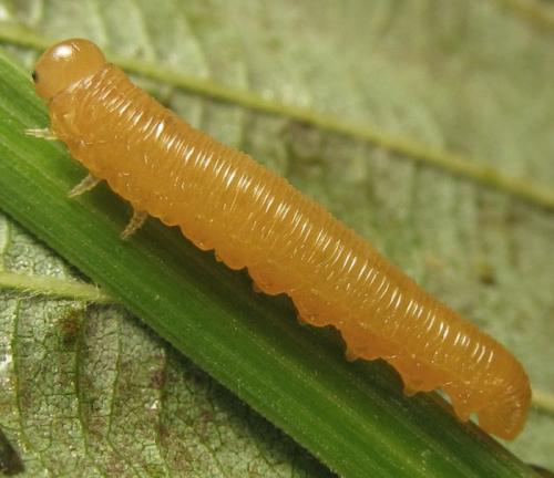 Tenthredopsis sp.