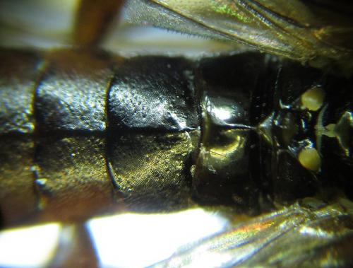 Réf. 253 246 : Tenthredopsis sp.