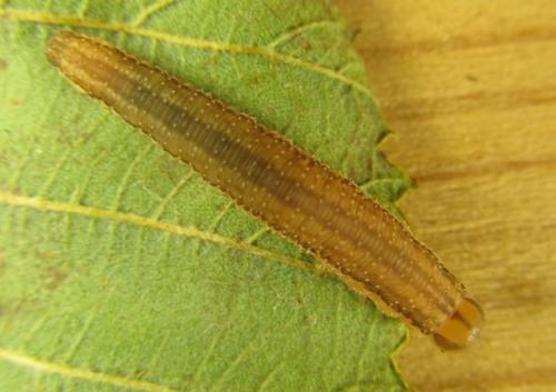 Réf. 253 261 : Tenthredopsis sp.