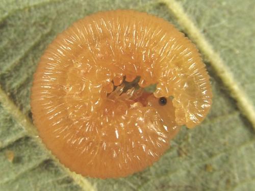 Réf. 253 263 : Tenthredopsis sp.