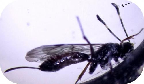 Réf. 253 380 : Xorides csikii