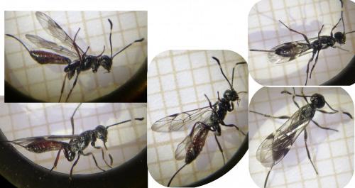 Xorides csikii