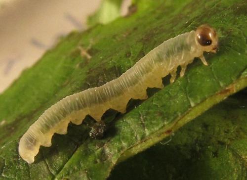 Réf. 253 031 : Pachyprotasis antennata