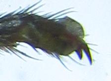 Réf. 253 266 : Tenthredopsis sp.