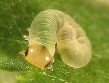 Réf. 253 436 : Macrophya infumata