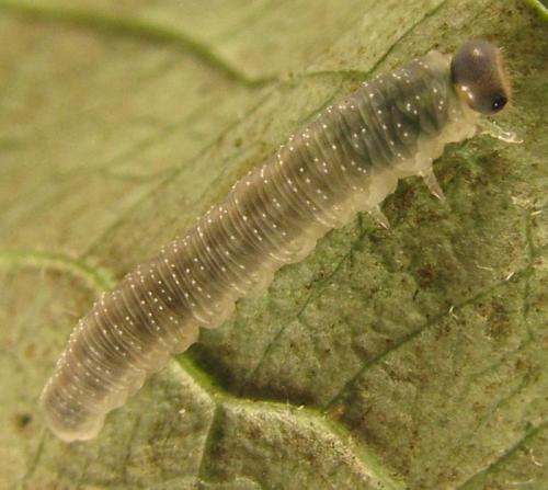 Réf. 253 438 : Macrophya infumata
