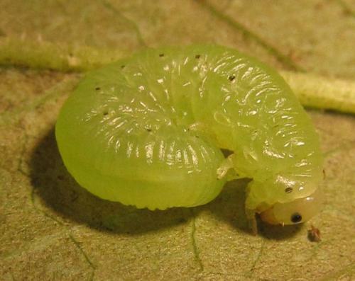 Réf. 253 443 : Macrophya infumata