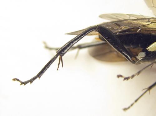 Réf. 253 445 : Macrophya infumata