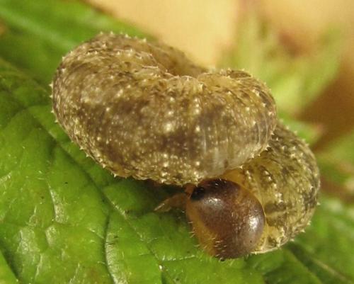 Réf. 253 479 : Tenthredo ferruginea
