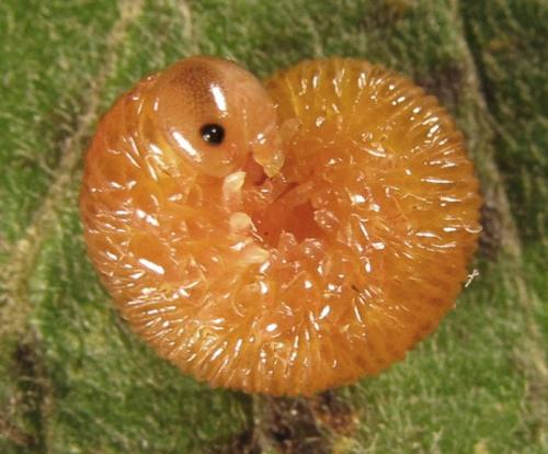 Réf. 253 481 : Tenthredo ferruginea