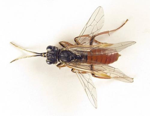 Réf. 253 483 : Tenthredo ferruginea