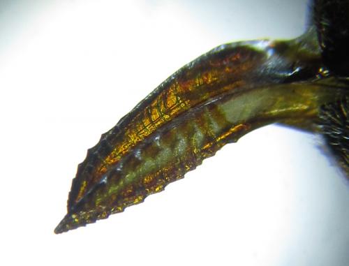 Réf. 253 872 : Dolerus timidus