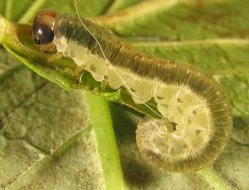 Réf. 253 034 : Pachyprotasis antennata