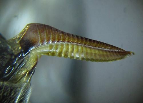 Dolerus vulneratus