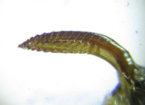Réf. 253 898 : Dolerus bimaculatus