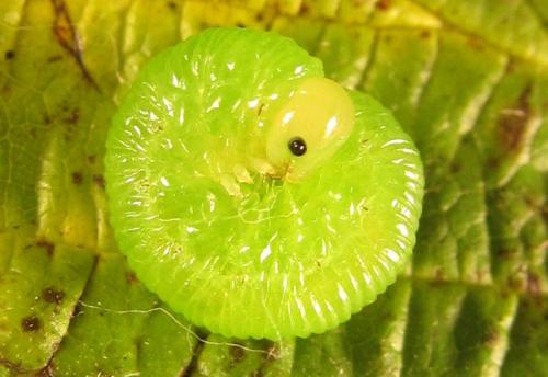 Réf. 253 036 : Pachyprotasis antennata