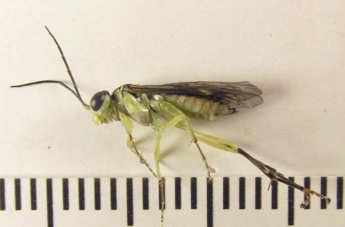 Réf. 253 038 : Pachyprotasis antennata