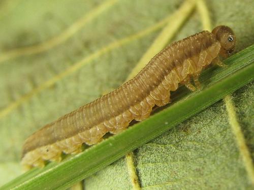 Réf. 253 243 : Tenthredopsis sp.