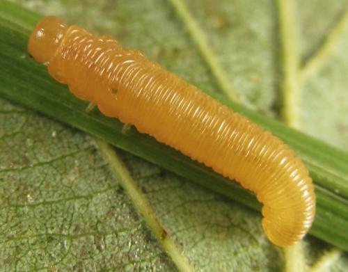 Réf. 253 245 : Tenthredopsis sp.