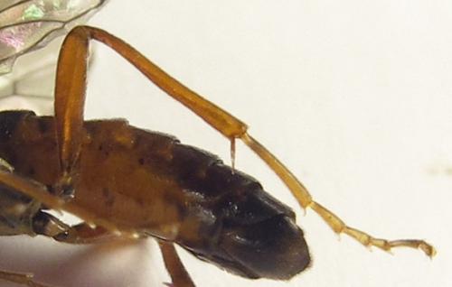 Réf. 253 247 : Tenthredopsis sp.