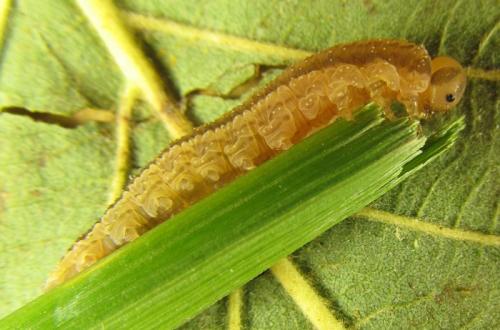 Réf. 253 262 : Tenthredopsis sp.