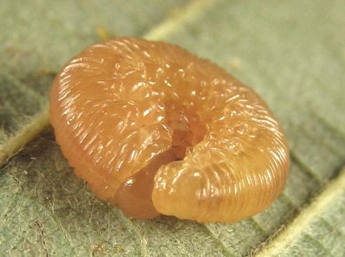 Réf. 253 264 : Tenthredopsis sp.