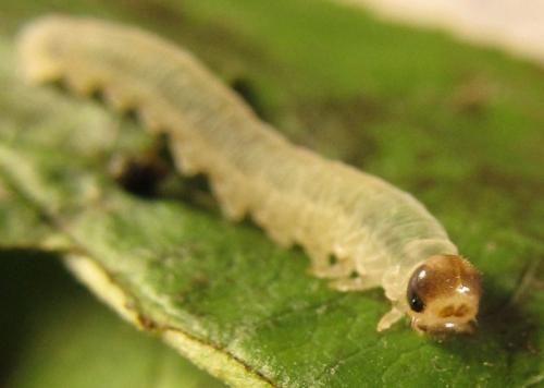 Réf. 253 032 : Pachyprotasis antennata