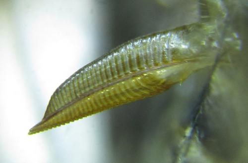 Euura ampla