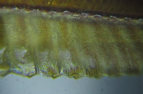 Dolerus vulneratus