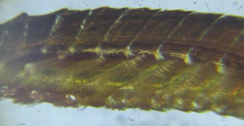 Réf. 253 899 : Dolerus bimaculatus
