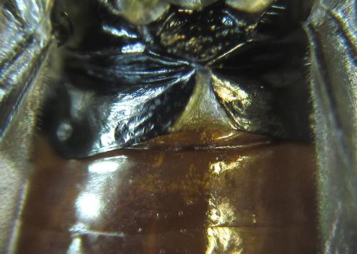 Réf. 253 904 : Dolerus junci