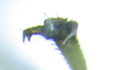 Réf. 253 039 : Pachyprotasis antennata