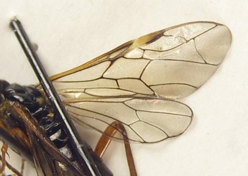 Réf. 253 248 : Tenthredopsis sp.