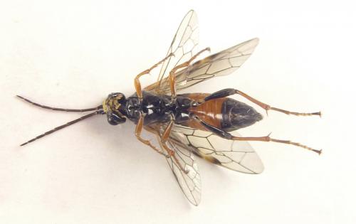 Réf. 253 267 : Tenthredopsis sp.