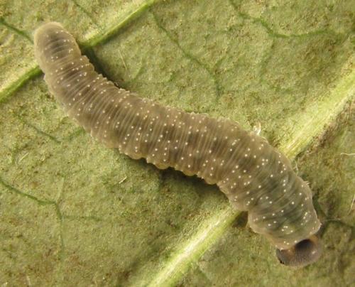 Réf. 253 440 : Macrophya infumata