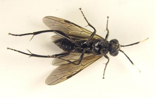 Macrophya infumata