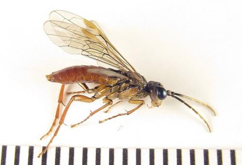Réf. 253 484 : Tenthredo ferruginea