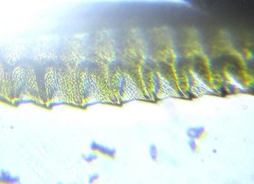 Dolerus nigratus