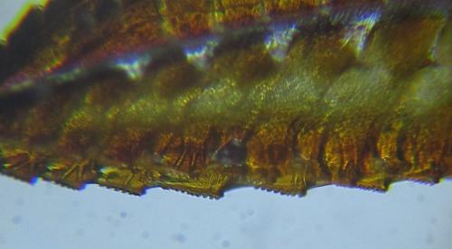 Réf. 253 873 : Dolerus timidus