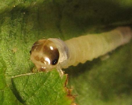 Réf. 253 028 : Pachyprotasis antennata