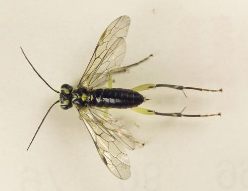 Réf. 253 040 : Pachyprotasis antennata