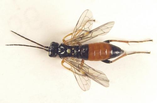 Réf. 253 268 : Tenthredopsis sp.