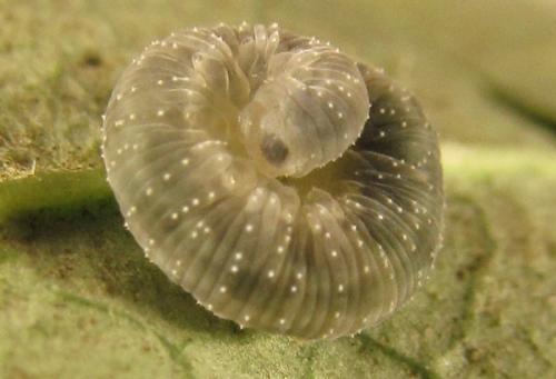 Réf. 253 441 : Macrophya infumata