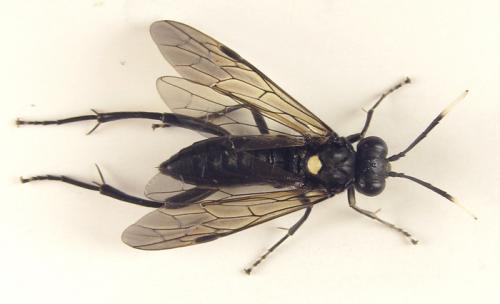 Réf. 253 447 : Macrophya infumata