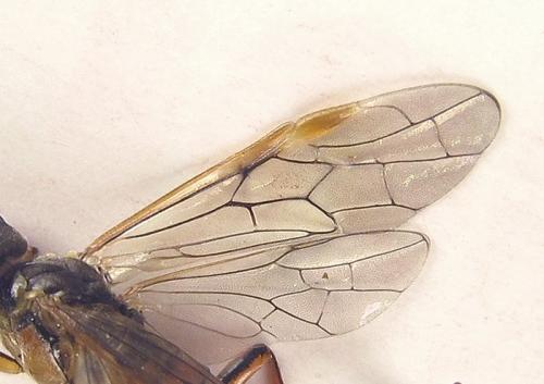 Réf. 253 485 : Tenthredo ferruginea